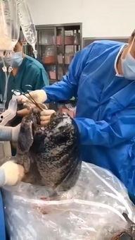 抽烟过肺视频,揭示肺部受损的惊人真相