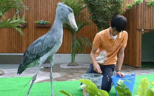 鲸头鹳吃鳄鱼视频,鲸头鹳捕食鳄鱼